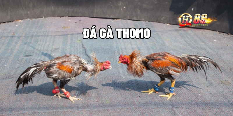 da ga thomo 1